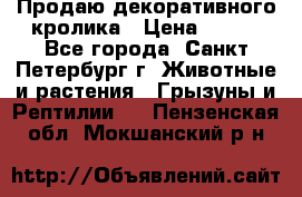 Продаю декоративного кролика › Цена ­ 500 - Все города, Санкт-Петербург г. Животные и растения » Грызуны и Рептилии   . Пензенская обл.,Мокшанский р-н
